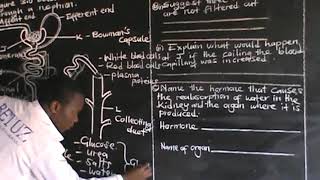 2020 BIOLOGY PAPER 2 GCE EXCRETION ECZ Q4 WELL EXPLAINED [upl. by Brinson]