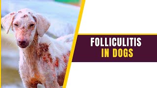 Folliculitis in Dogs Symptoms Prevention ampTreatment  Comprehensive Guide [upl. by Soirtemed]