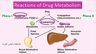 Reactions of Drug Metabolism تفاعلات أيض الدواء [upl. by Novikoff483]