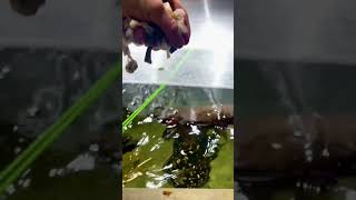 MONSTER FISH TANK FEEDING Feeding the 2000G aquarium [upl. by Gotthelf]