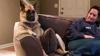 This is why German Shepherds are the FUNNIEST DOGS 🐶 [upl. by Norbel]