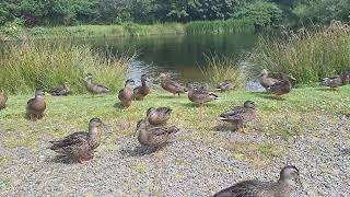 So many ducks HD for cats and dogs to watch [upl. by Llennyl354]