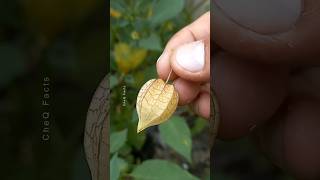 How to Grow Goldenberry Fruit at Home plants fruits farming shorts [upl. by Brennan49]