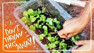 How to Keep Lettuce Fresh amp Store it for the Week [upl. by Nhojleahcim]