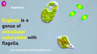 Euglena  Study of Protozoa with characteristics classification and examples [upl. by Aleen]