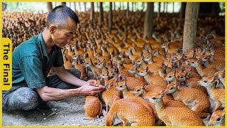 Mouse Deer Asia How Vietnamese Farmers Raise Thousands of Mouse Deer  Farming Documentary [upl. by Eselahc]