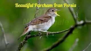 Nightingale Singing آواز خواندن بلبل پرنده آواز Nightingale Bird Song Beautiful Parcham Iran [upl. by Fillian]