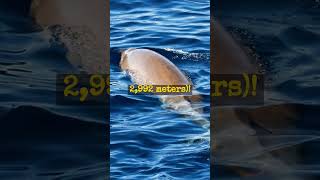 The Deepest Diver Cuviers Beaked Whale shorts [upl. by Vitkun]