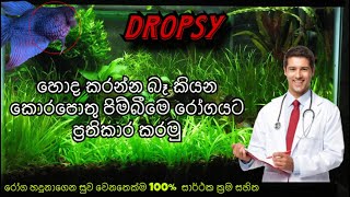 Dropsy රෝගය සුව කරමු  How to treat Betta Fish  Dropsy Treatments [upl. by Purse]