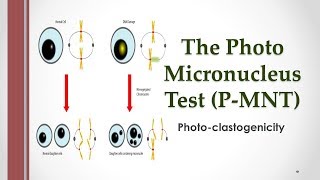 The Photo Micronucleus Test PMNT  Photoclastogenicity [upl. by Omrellig]