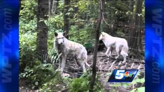 Four wolfhybrids sheltered at Upper Valley Humane Society [upl. by Adnylem]