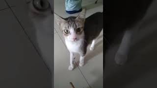 😂 Cats EPIC Reaction to Durian Fruit 🍈 The Worlds Smelliest Fruit Challenge shorts news [upl. by Kamerman]