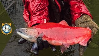 Kokanee Salmon Spawning [upl. by Yrbua]