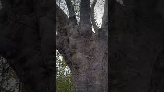 Gros tronc d arbre [upl. by Dodi]