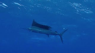 2024116  ✒️11月6日ゴビログ「シケました」  【ダイブ ゴビーズ DIVE Gobies】沖縄慶良間ケラマ阿嘉島のダイビングショップ [upl. by Viehmann]