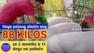 KAYA PALANG ABUTIN ANG 88 KILOS SA 2 MONTHS AT 11 DAYS NA PAKAIN8 batch fattenersDodong Villaran [upl. by Willman]