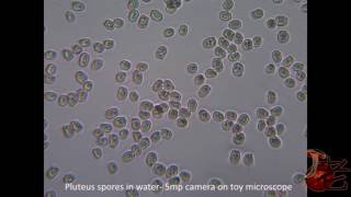 Pluteus Spores in Water [upl. by Riley]