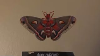 Cecropia Moth AR Presentation [upl. by Rolyat]