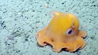 Shy Octopus Hides Inside Its Own Tentacles  Nautilus Live [upl. by Abagael691]