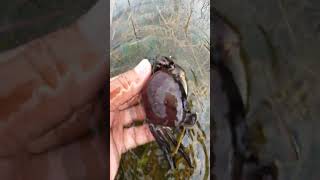 Catch Freshwater Crab with beautiful green aquatic plants crab catch beautifulnature [upl. by Albric]