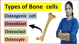 Bone Cells  Bone Physiology  Bone Remodelling  Structure of Bone  Human Histology [upl. by Nawiat185]