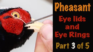 Pheasant Taxidermy  3 of 5 Building Eye rings Art of Taxidermy [upl. by Nerrat]