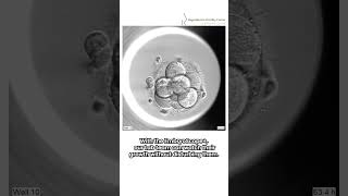 How cool is that  Watch this incredible Embryo Timelapse science ivf embryoscope [upl. by Atinav]