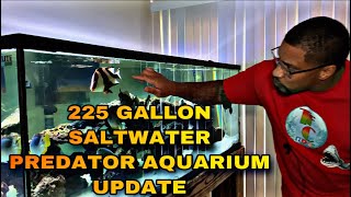 225 GALLON SALTWATER PREDATOR AQUARIUM “UPDATE” [upl. by Shira]