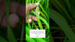 Use only Chlorantraniliprole and Thiamethixam for control rice leaf roller nature fyp funny fy [upl. by Naga]