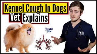 What Should You REALLY Do When Your Dog Gets Kennel Cough  Vet Explains [upl. by Mollee]