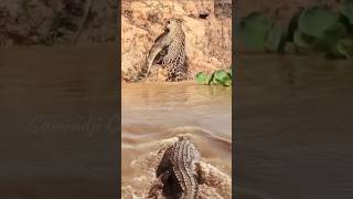 The crocodile who wants to save his child crocodile wildlife [upl. by Marika]