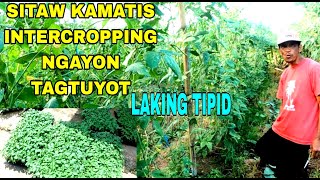 TAGTUYOT INTERCROPPING SITAW KAMATIS [upl. by Nivar]