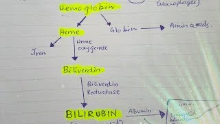 Bilirubin metabolism [upl. by Barbara-Anne]