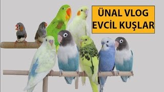 Ünal Vlog Evcil Kuşlar [upl. by Lenaj466]