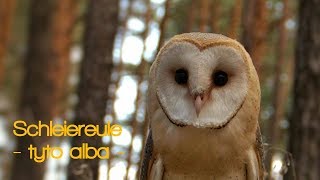 Schleiereule tyto alba barn owl [upl. by Assin]