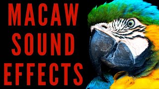 MACAW SOUND EFFECTS  Macaw Sounds  Maktubytv [upl. by Aissert]