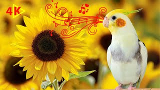 4K Videos for Training Your Cockatiel and Parrots to Sing with sunflower BG [upl. by Fisuoy]