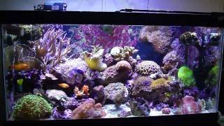 50 gallon reef tank [upl. by Birdella]