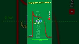 Potencial de acción cardíaco  Potencial de acción cardíaco fisiología [upl. by Robbyn]