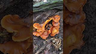 Eastern Jack o lantern mushroom Omphalotus illudens toxic [upl. by Aekahs]