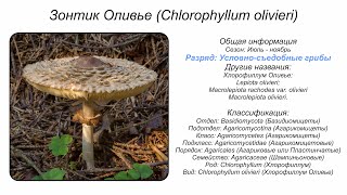 Хлорофиллум Оливье Chlorophyllum olivieri [upl. by Cohberg352]