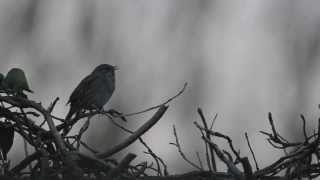 House Sparrow Singing  Huismus Zingen [upl. by Yniattirb]