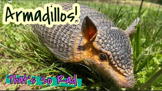 Armadillos  Thats So Rad [upl. by Ellerahs224]