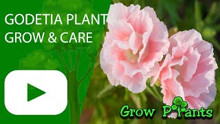 Godetia  grow amp care Clarkia amoena [upl. by Gilbertina589]