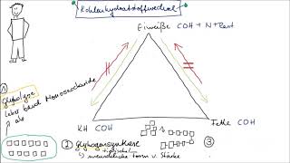 Stoffwechsel Teil 2 Kohlenhydratstoffwechsel einfach erklärt [upl. by Irrehc]