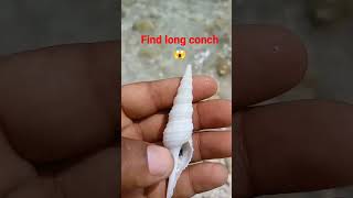 Find An amazing conch shell on beach viral shorts ytshorts [upl. by Airam265]