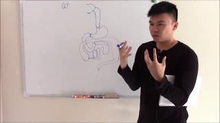 USMLE GIT 1 Embryology Anatomy and Gastrointestinal Ligaments [upl. by Aihsrop]