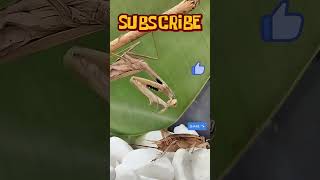 The praying mantis in action  Mantis hunts wasp and cricket [upl. by Aimal483]