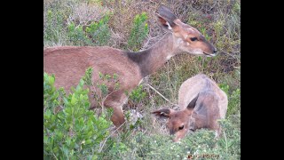 Natures Curious Couple Cape Bushbuck Meets Cape Grey Mongoose 🦌🐾 [upl. by Irual]