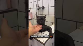 My Cat’s First Shower As A Free Man 😪 [upl. by Larry]